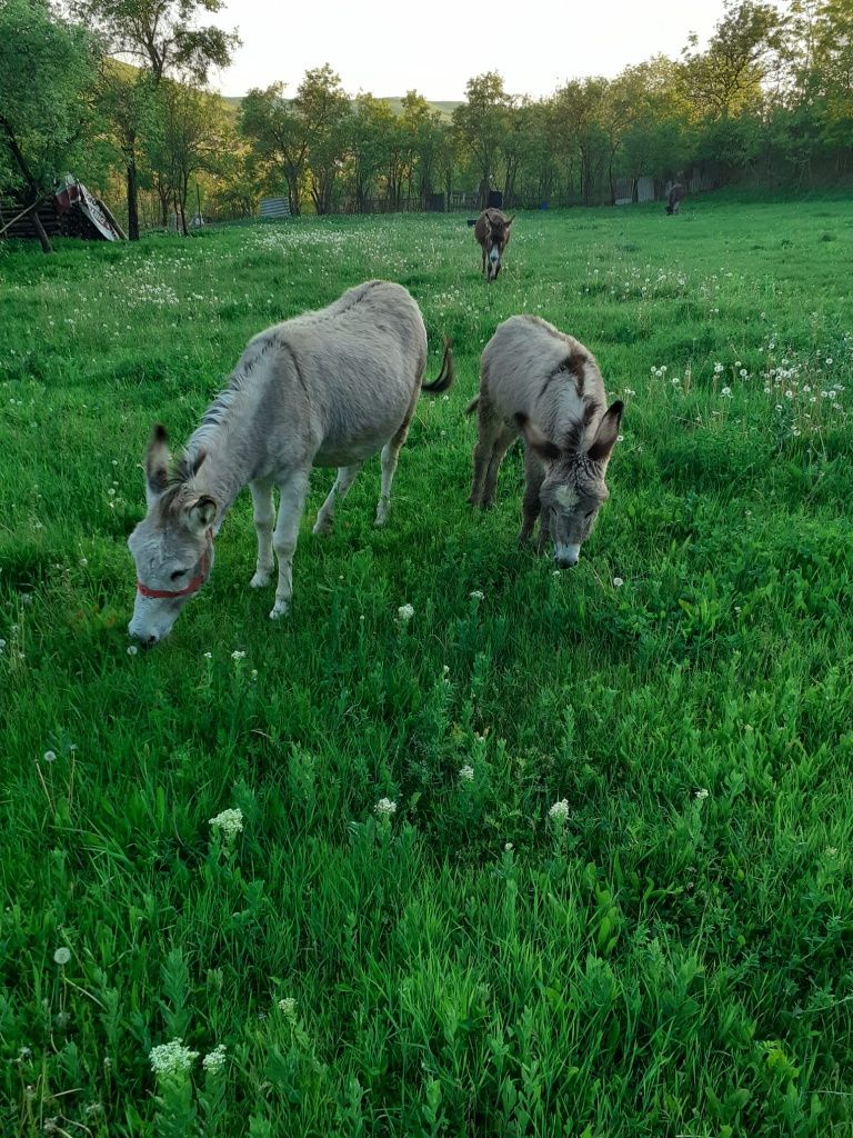 Vând lapte de măgăriță