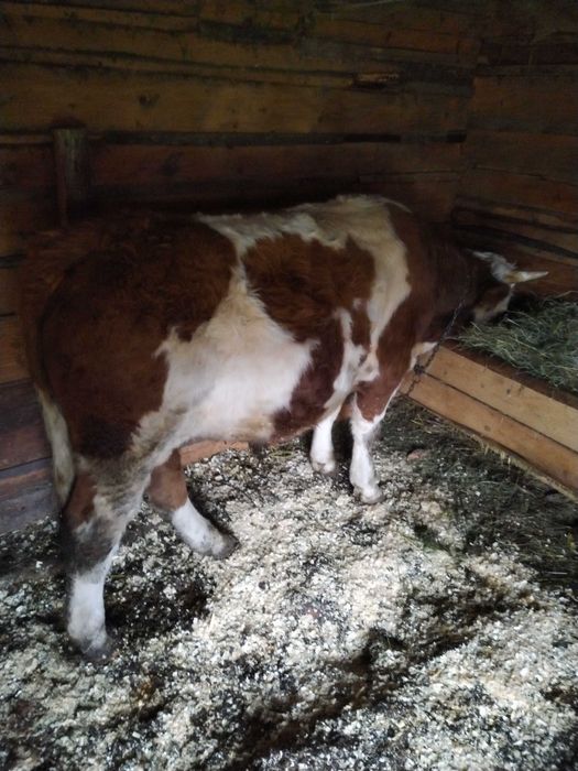 Vând taur cuminte de un an și opt luni