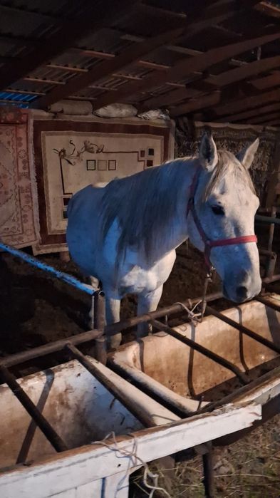 Айғыр сатылады 10 жаста