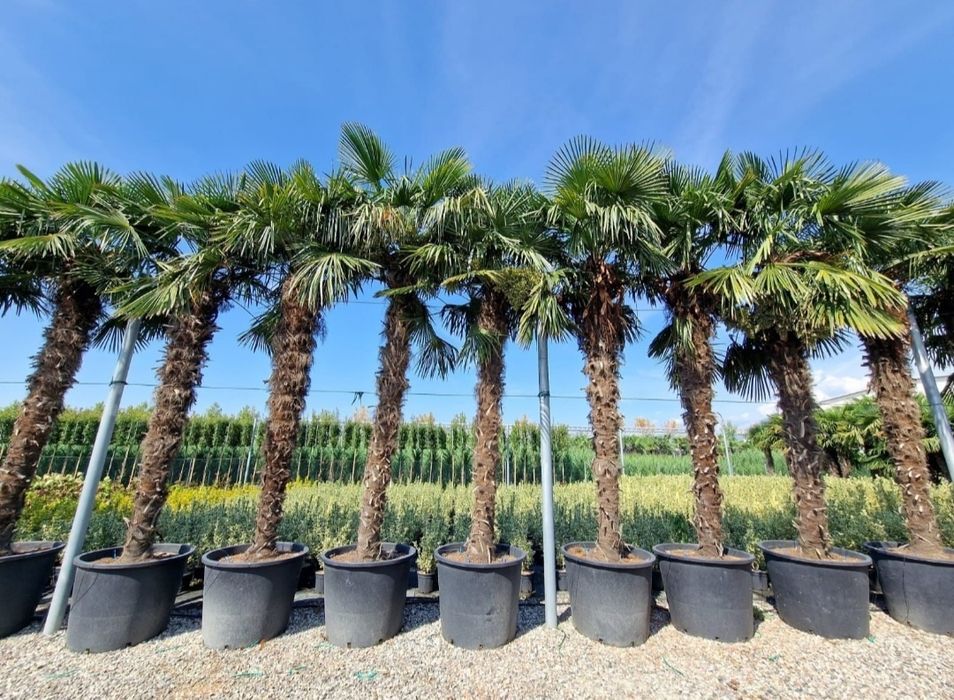 Palmieri Trachycarpus Fortunei 1.5m - 5m rezista pună la -20° C