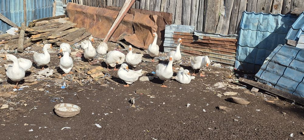 Gâște Românești.