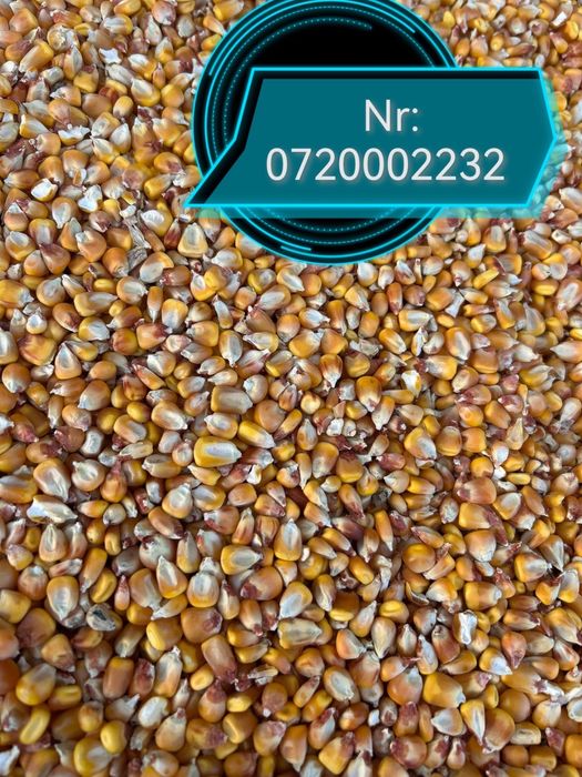 Vând porumb Preț:1.30 RON/Kg
