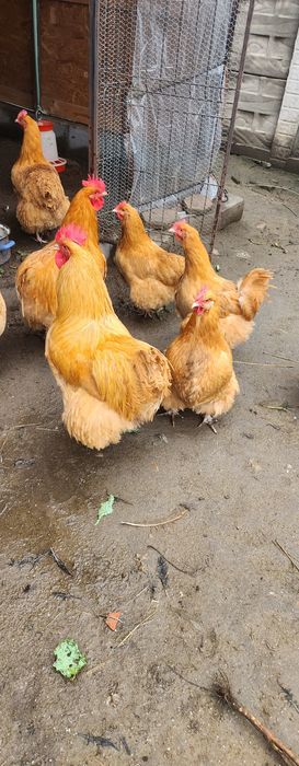 Oua orpington galben