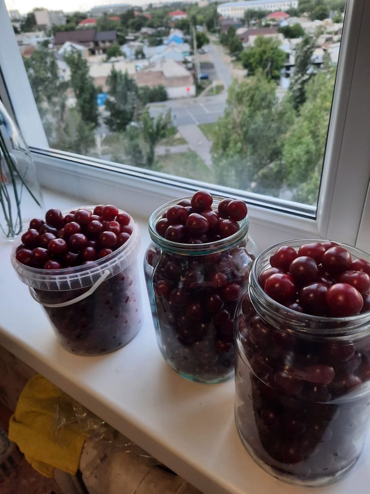 Продам вишню дачную