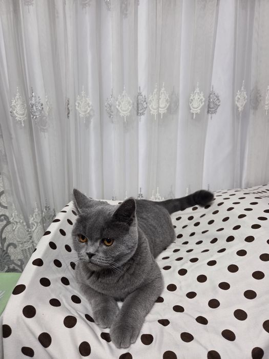 Скоттиш страйт сотилади