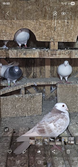 Vand porumbei voiajori