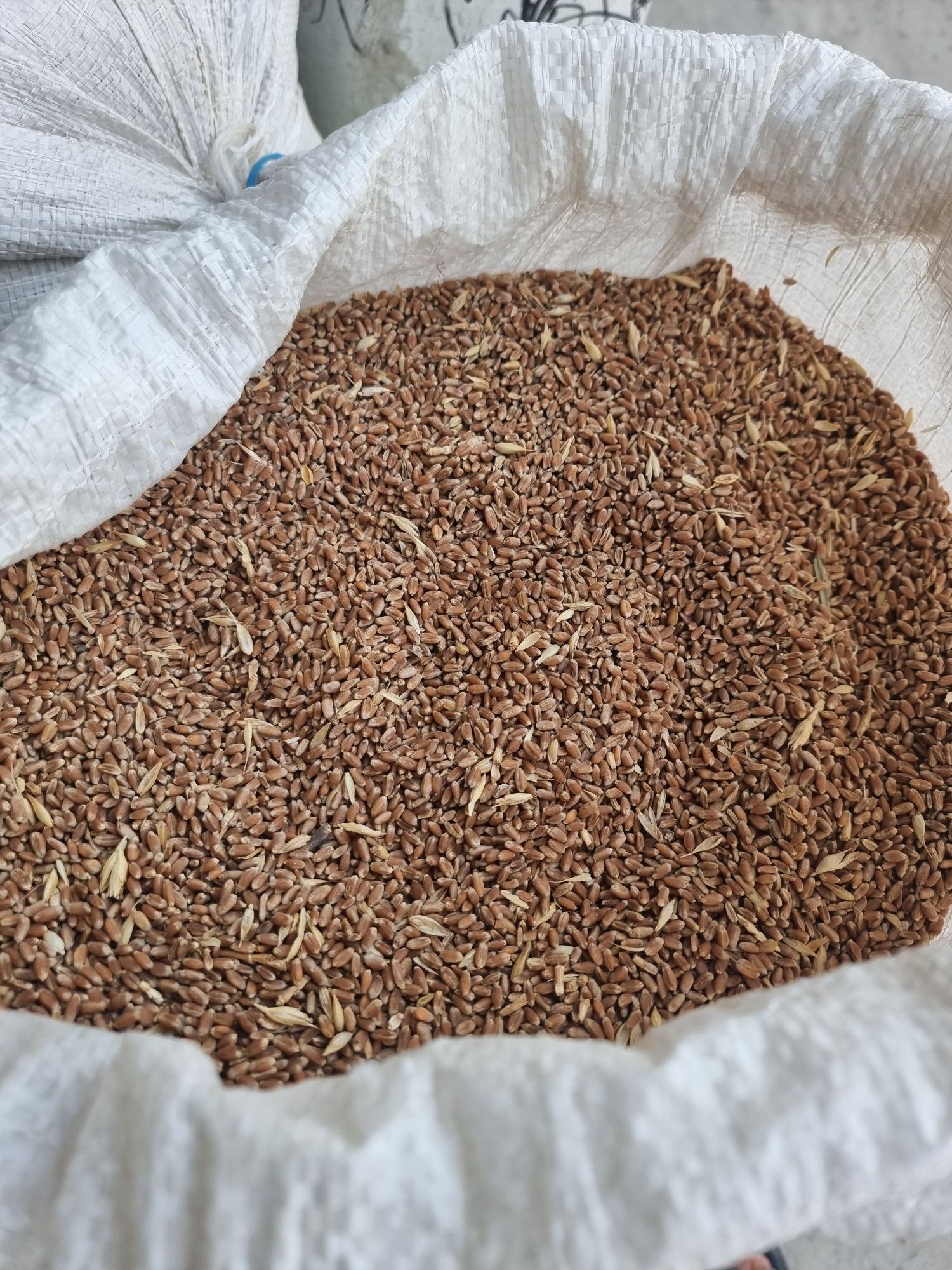 O'zbekistonda yetishtirilgan yangi bug'doy hosili sifatli bug'doy