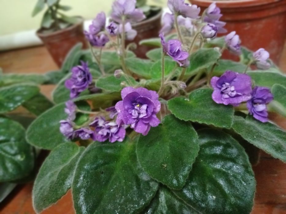 Fialka gullar sotiladi