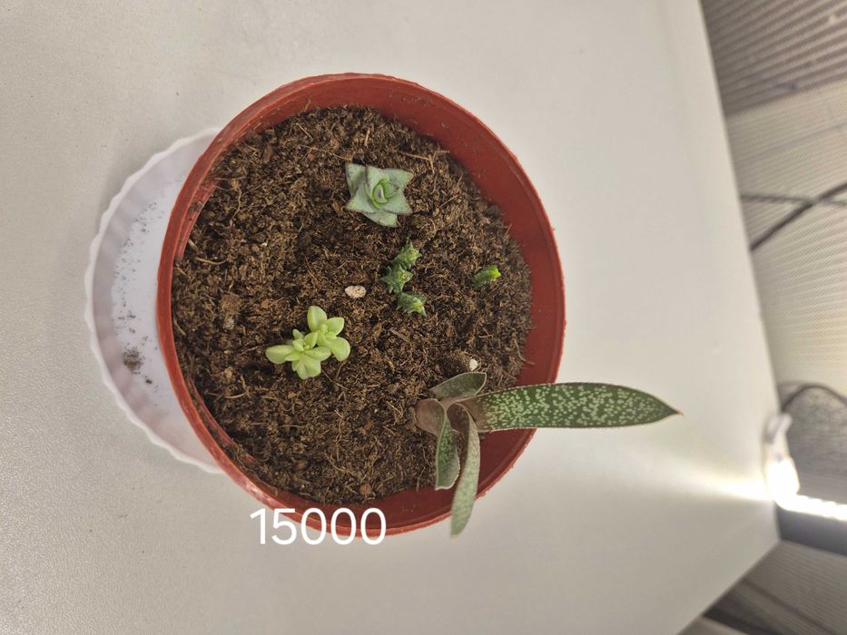 Продаётся комнатные цветы