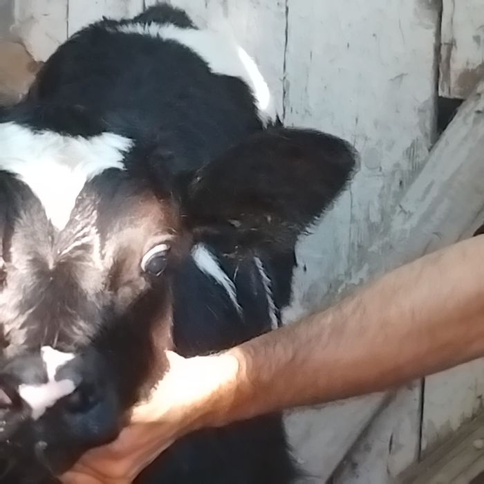 Vând un tăuraș belgian