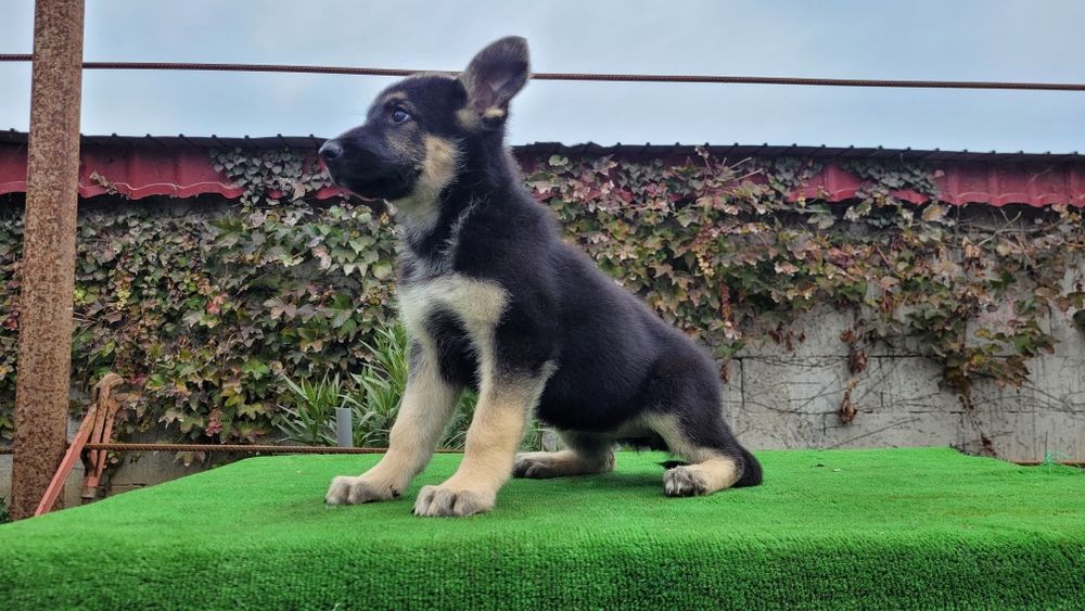 Ciobanesc  Est-european  femela.