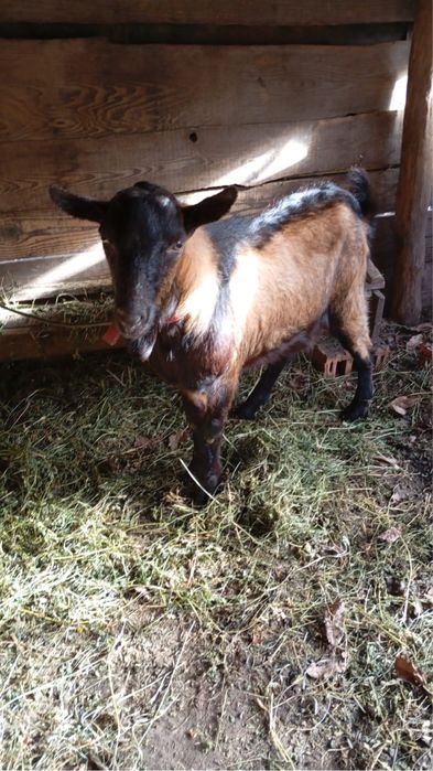 Vand Țap Alpin Francez!