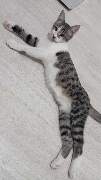 Очаровательный котик, 5 мес., паспорт, кастрирован, лоток+