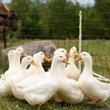 Vand 2 gaste Americane foarte mari pt carne si 5 rate pekin pt carne