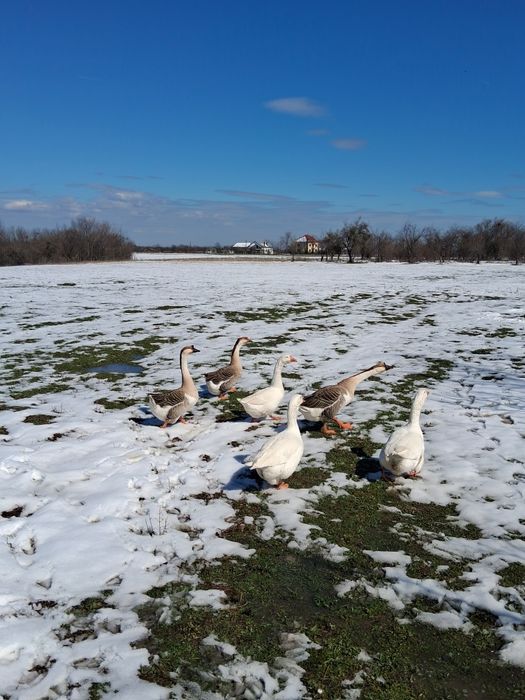 Vind doi gîscani TOULOUSSE