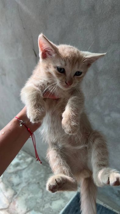 Отдам в хорошие руки.