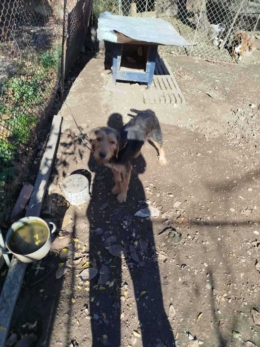 Ловджийско куче Барак