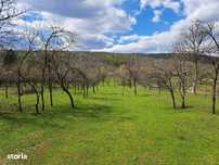 Teren între livezi și pădure, Vălcănești-7500 mp
