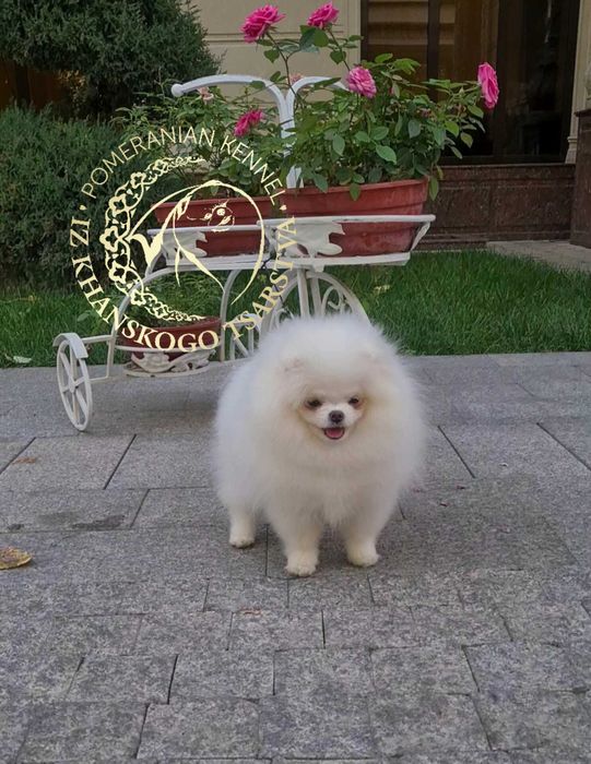 Померанский шпиц