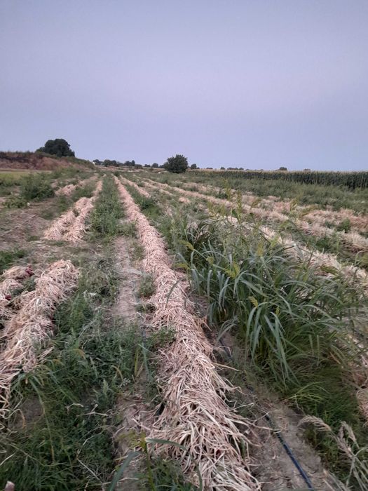 Ceapă roșie de apă de Buzău