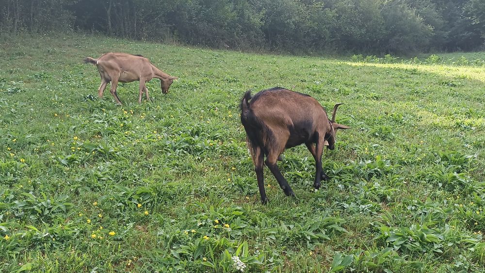 Căprițe de vanzare!