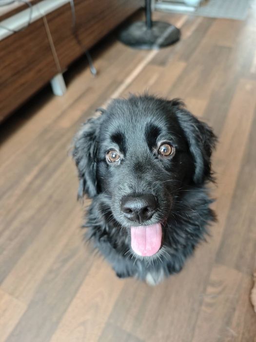 Кокер Шпаньол/ Немски Шпиц