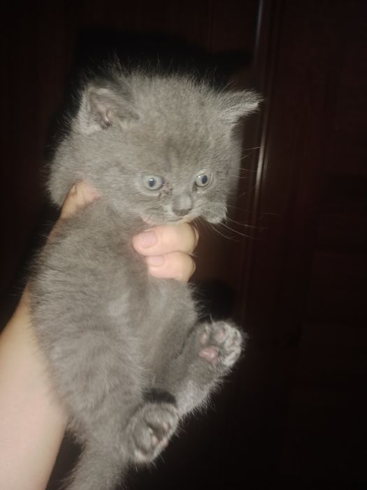 Отдам в добрые руки котят 2 месяца