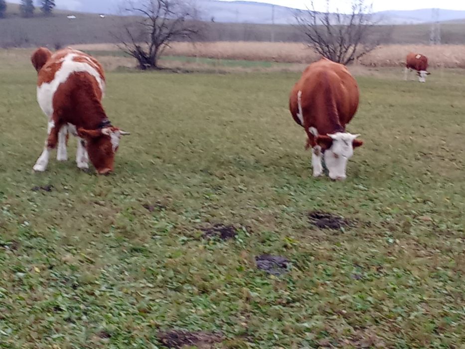 Vând 11 vaci și 3 junici tinere