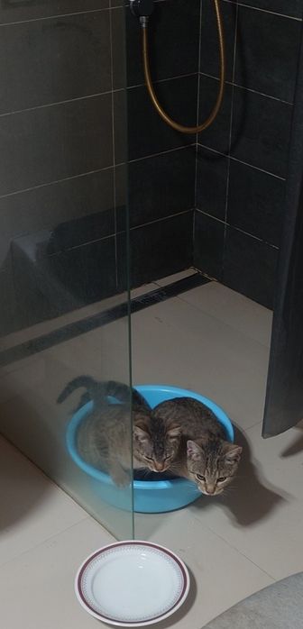 Donez 2 motani micuti