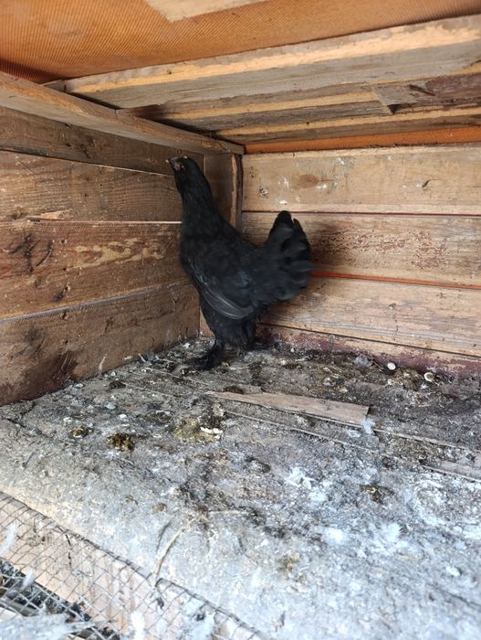 Барадатий япон товук сотилади