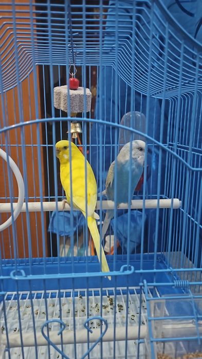 Perusi budgie pereche