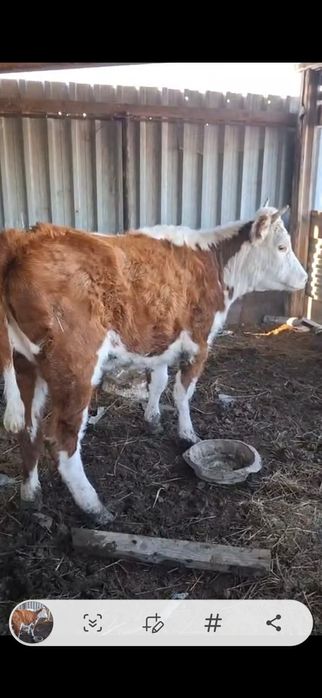 Соғымға  қашар сатылады. 420000тг