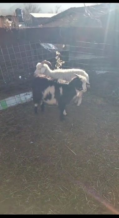 Обмен на гуси, утки, индюки