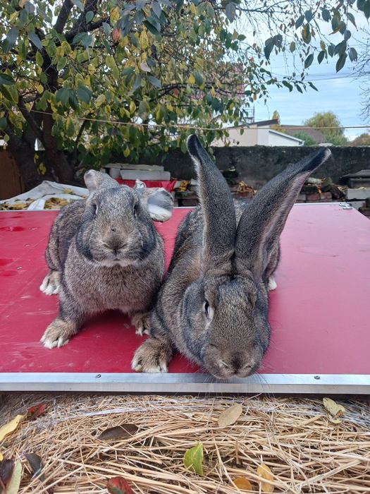 Vind 2 femele de urias german