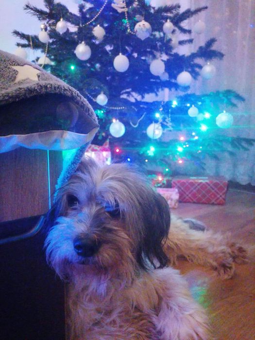 Pet sitter Floresti -Cluj-Napoca