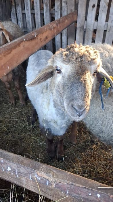 Продам баранов токты