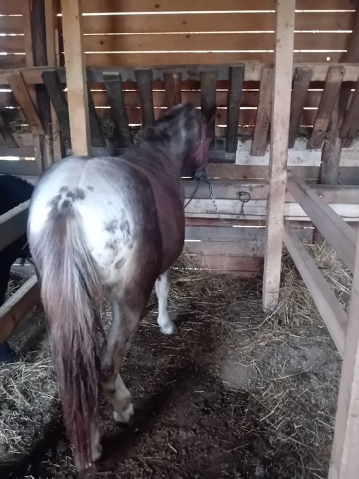 De vânzare sau schimb 5  ponei