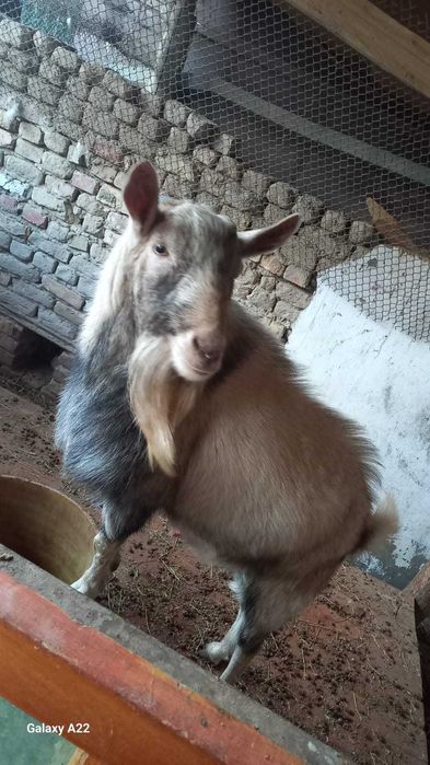 Сатылады Заанен теке