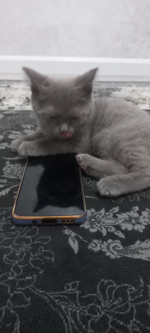 Scottish fold mushugi