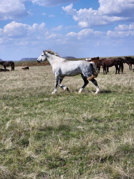 Продается мощный Айгыр