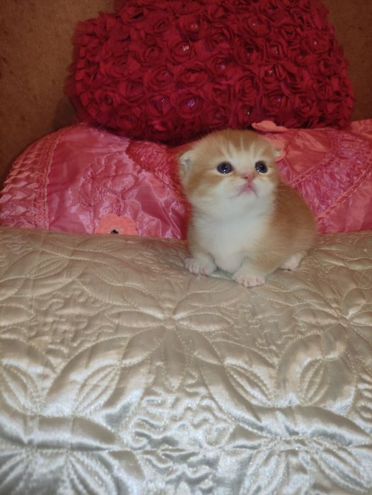 Готовится и бронируются котёнок Манчкин,золотой