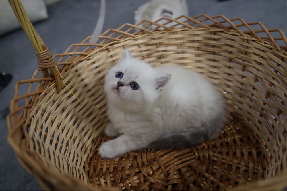 Ragdoll puiut mascul