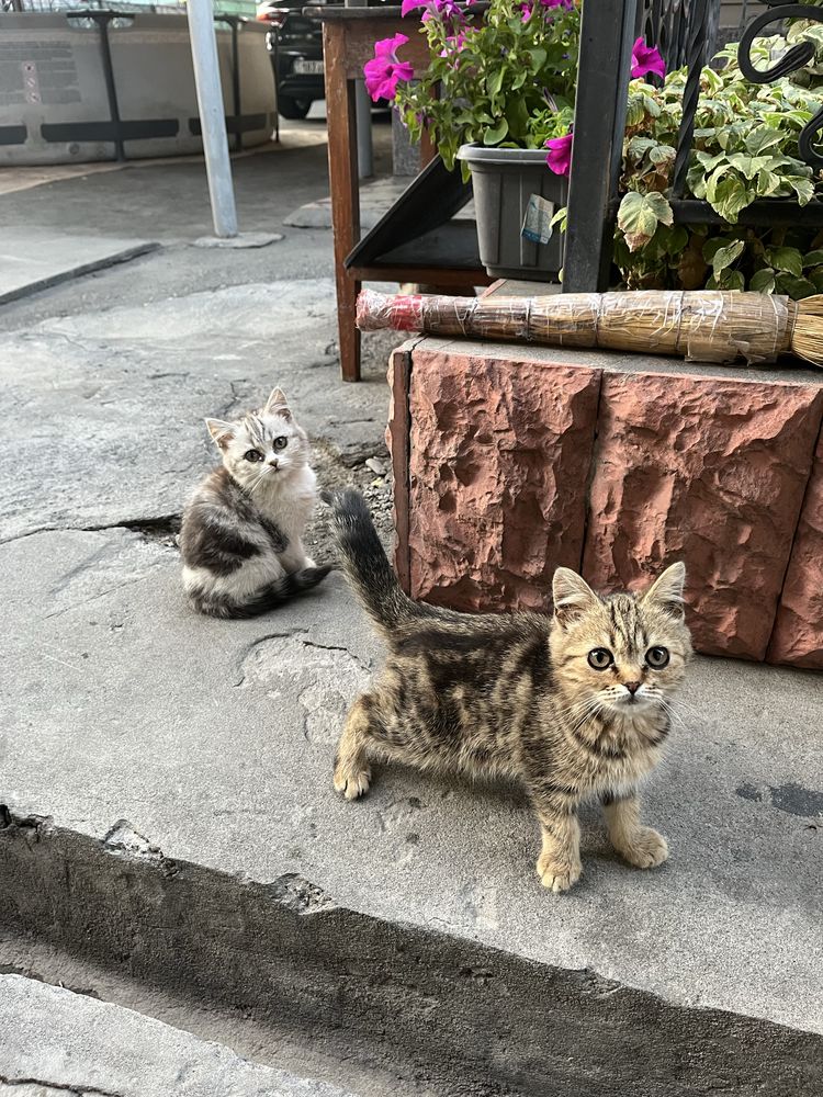 Британки котята