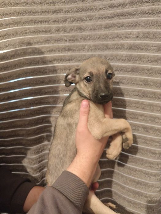 Щенок девочка два месяца