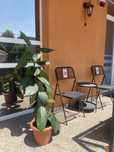 Vand ficus inaltime 1,4 m