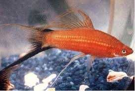 Pesti de Acvariu  Xifo si Platy