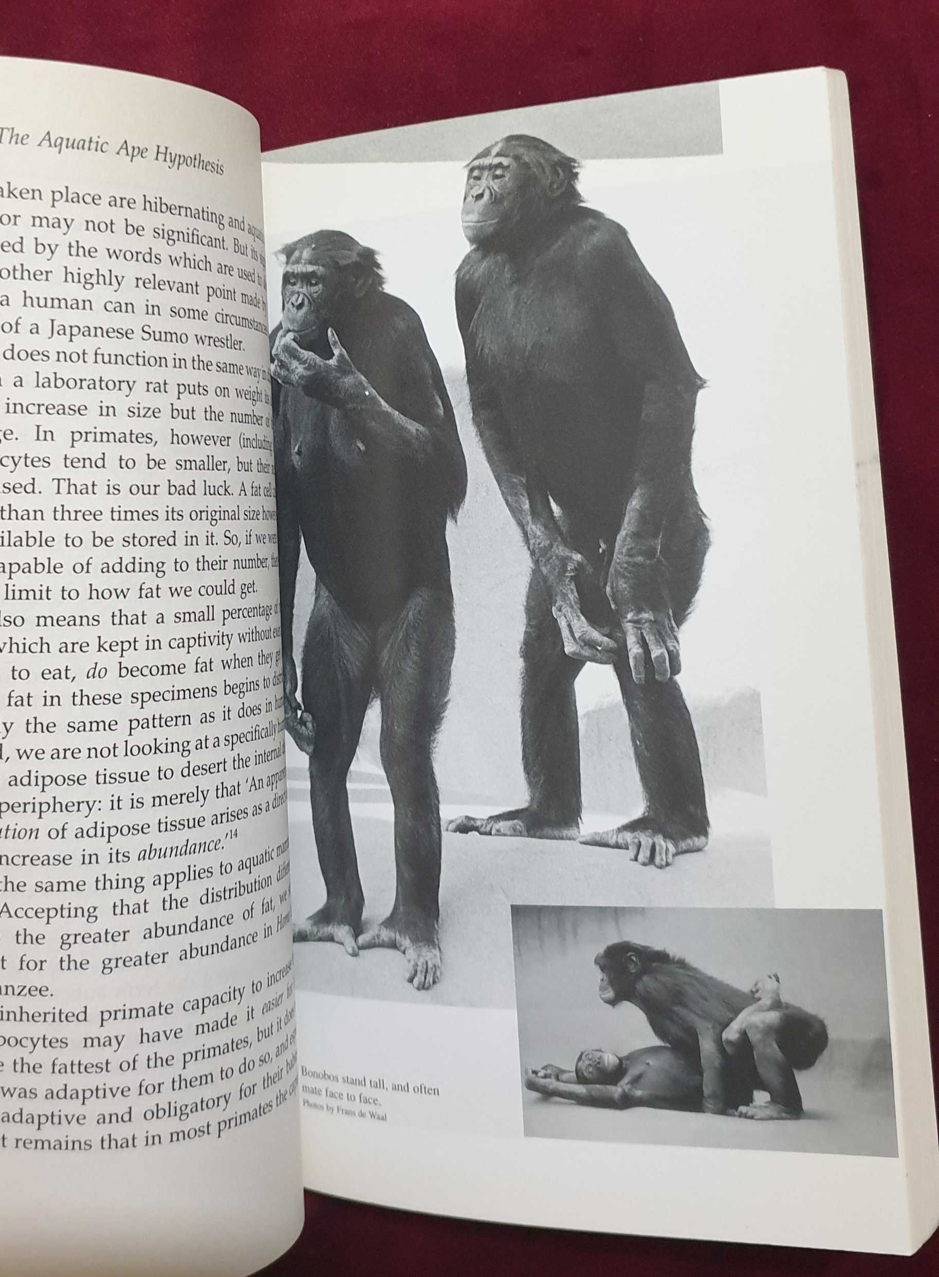 The Aquatic Ape Hypothesis