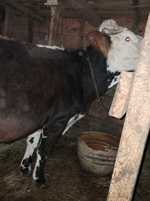 Gestantă în 7 luni.