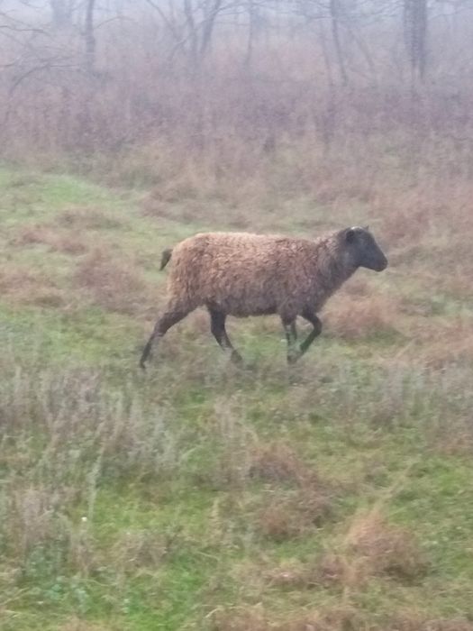 Vând oaie și mieluță Romanov