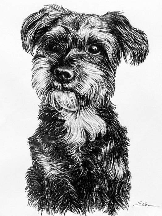 Portret realist in creion / portret personalizat / desen la comanda